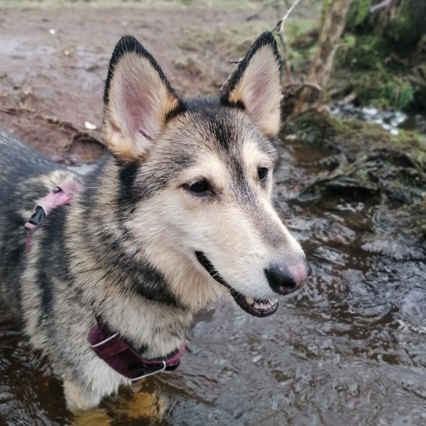 Picture of DiggDawg Shiloh