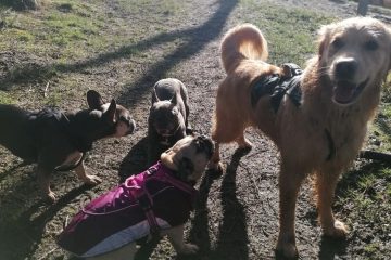 A group of dogs in the sunshine