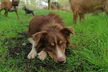 Picture of a border collie